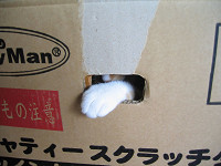 chococo137_thumb.jpg