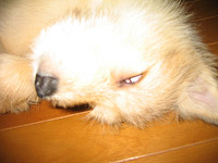 chococo55_thumb.jpg