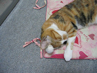 120_2061_thumb.jpg